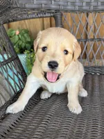 Pink, a female Golden Retriever for sale in Hackett, AR – 2 of 5