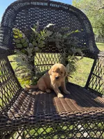 Burgundy, a male Golden Retriever for sale in Hackett, AR – Photo 3 of 6