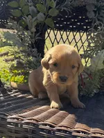 Burgundy, a male Golden Retriever for sale in Hackett, AR – Photo 2 of 6