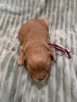 Burgundy, a male Golden Retriever for sale in Hackett, AR – Photo 6 of 6
