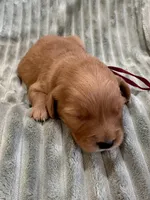 Burgundy, a male Golden Retriever for sale in Hackett, AR – Photo 4 of 6