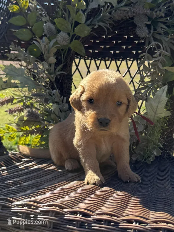 Burgundy, a male Golden Retriever for sale in Hackett, AR – Photo 1 of 6