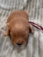 Burgundy, a male Golden Retriever for sale in Hackett, AR – Photo 5 of 6