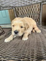 Blue, a male Golden Retriever for sale in Hackett, AR – Photo 4 of 4