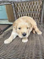 Blue, a male Golden Retriever for sale in Hackett, AR – Photo 3 of 4