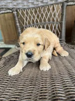 Blue, a male Golden Retriever for sale in Hackett, AR – Photo 2 of 4