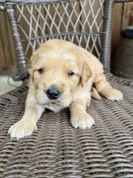 Blue, a male Golden Retriever for sale in Hackett, AR – Photo 1 of 4