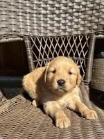 Orange, a male Golden Retriever for sale in Hackett, AR – Photo 6 of 10