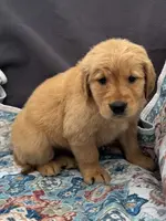 Orange, a male Golden Retriever for sale in Hackett, AR – Photo 4 of 10