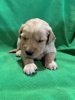 Orange, a male Golden Retriever for sale in Hackett, AR – Photo 10 of 10