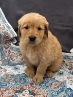 Orange, a male Golden Retriever for sale in Hackett, AR – Photo 1 of 10