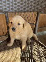 Orange, a male Golden Retriever for sale in Hackett, AR – Photo 8 of 10