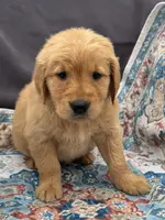 Orange, a male Golden Retriever for sale in Hackett, AR – Photo 2 of 10