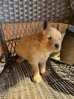 Orange, a male Golden Retriever for sale in Hackett, AR – Photo 7 of 10