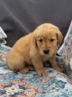 Orange, a male Golden Retriever for sale in Hackett, AR – Photo 3 of 10