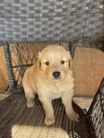 Orange, a male Golden Retriever for sale in Hackett, AR – Photo 5 of 10