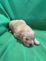 Orange, a male Golden Retriever for sale in Hackett, AR – Photo 9 of 10