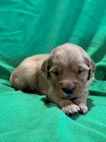 Brown, a male Golden Retriever for sale in Hackett, AR – Photo 8 of 8