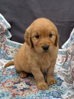 Brown, a male Golden Retriever for sale in Hackett, AR – Photo 1 of 8