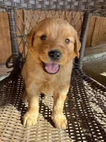 Brown, a male Golden Retriever for sale in Hackett, AR – Photo 4 of 8