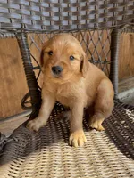 Brown, a male Golden Retriever for sale in Hackett, AR – Photo 5 of 8