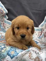 Brown, a male Golden Retriever for sale in Hackett, AR – Photo 2 of 8