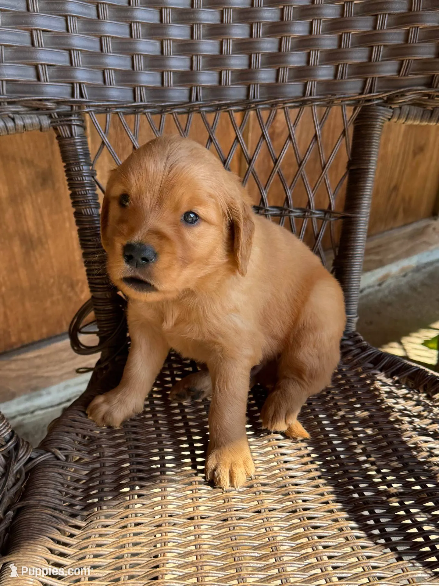 Brown, a male Golden Retriever for sale in Hackett, AR – Photo 7 of 8