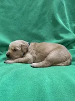 Blue, a male Golden Retriever for sale in Hackett, AR – 2 of 3