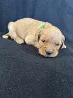 Green, a male Golden Retriever for sale in Hackett, AR – 2 of 5