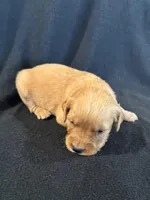 Green, a male Golden Retriever for sale in Hackett, AR – 3 of 5