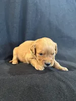 Green, a male Golden Retriever for sale in Hackett, AR – 4 of 5