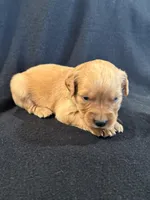 Green, a male Golden Retriever for sale in Hackett, AR – 1 of 5