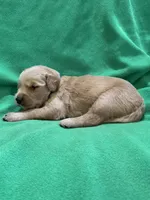 Blue, a male Golden Retriever for sale in Hackett, AR – 3 of 3