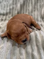 Brown, a female Golden Retriever for sale in Hackett, AR – Photo 2 of 3