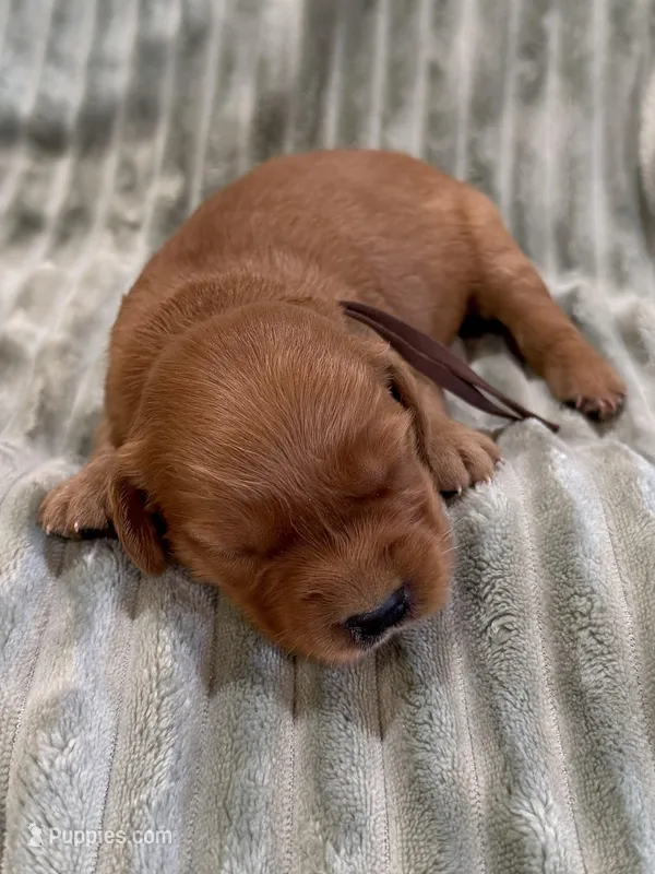 Brown, a female Golden Retriever for sale in Hackett, AR – Photo 1 of 3