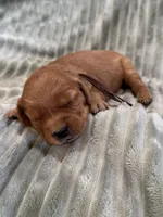 Brown, a female Golden Retriever for sale in Hackett, AR – Photo 3 of 3