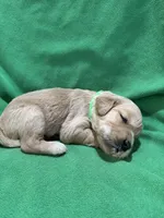 Green , a male Golden Retriever for sale in Hackett, AR – 2 of 3