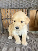 Pink, a female Golden Retriever for sale in Hackett, AR – 4 of 5