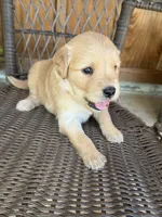 Pink, a female Golden Retriever for sale in Hackett, AR – 3 of 5