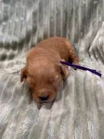 Purple, a female Golden Retriever for sale in Hackett, AR – Photo 6 of 6