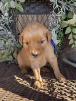 Purple, a female Golden Retriever for sale in Hackett, AR – Photo 1 of 6