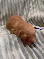 Purple, a female Golden Retriever for sale in Hackett, AR – Photo 5 of 6