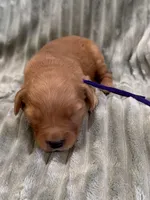 Purple, a female Golden Retriever for sale in Hackett, AR – Photo 4 of 6