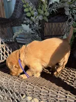 Purple, a female Golden Retriever for sale in Hackett, AR – Photo 3 of 6
