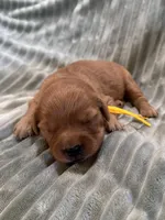 Yellow, a female Golden Retriever for sale in Hackett, AR – Photo 3 of 3