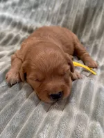 Yellow, a female Golden Retriever for sale in Hackett, AR – Photo 1 of 3