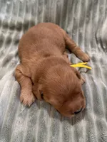 Yellow, a female Golden Retriever for sale in Hackett, AR – Photo 2 of 3