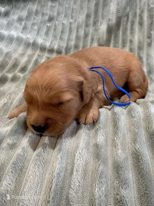 Blue, a male Golden Retriever for sale in Hackett, AR – Photo 1 of 3