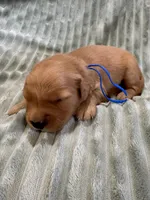 Blue, a male Golden Retriever for sale in Hackett, AR – Photo 1 of 3