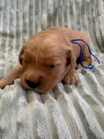 Blue, a male Golden Retriever for sale in Hackett, AR – Photo 2 of 3